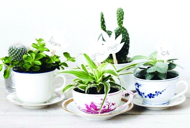 idee-deco-plante-succulente