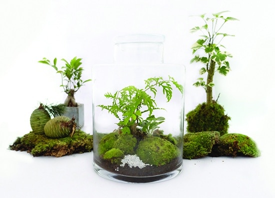 terrrariums