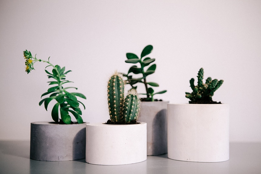 cactus-paris-deco-marbre