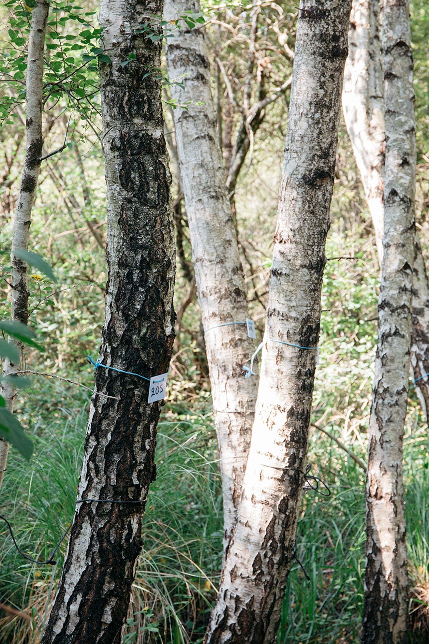 nature-les-confettis-On-The-Wild-Side