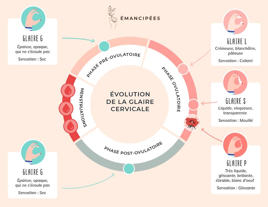 schema-cycle-naturel-feminin-emancipees-les-confettis-laurene-sindicic