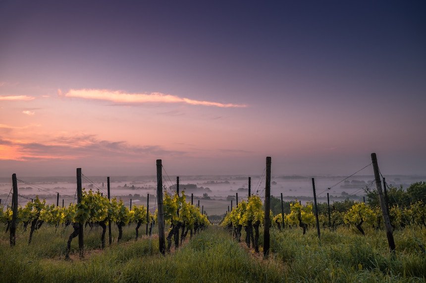 vignes-femmes-vigneronnes-les-confettis-revue