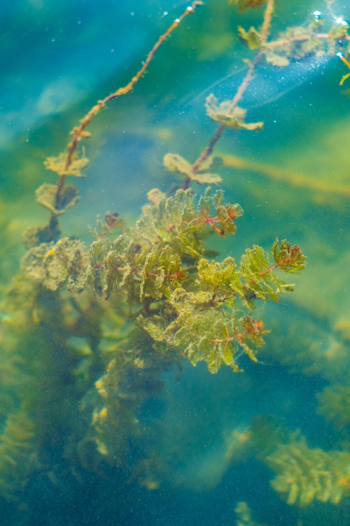 algues-les-confettis-journal